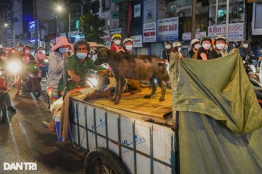 Hai vợ chồng già cùng 3 chú chó lượm ve chai kiếm sống qua ngày