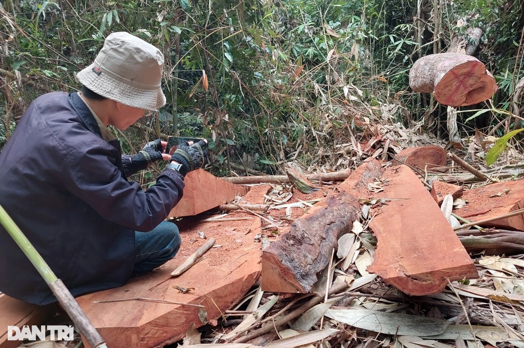 Công an vào cuộc điều tra vụ phá rừng phòng hộ ở Bình Định - 2 Công an vào cuộc điều tra vụ phá rừng phòng hộ ở Bình Định - 2