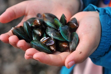 Nhặt đặc sản vẹm xanh trên biển, ngư dân thu tiền triệu mỗi giờ