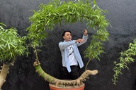 Biến gốc tre thành bonsai có giá hàng chục triệu đồng
