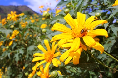 Hấp dẫn lễ hội hoa dã quỳ dưới chân núi lửa Chư Đăng Ya