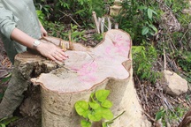 Vụ lâm tặc mở đường phá rừng: Quy mô thực tế “khủng” hơn báo cáo!