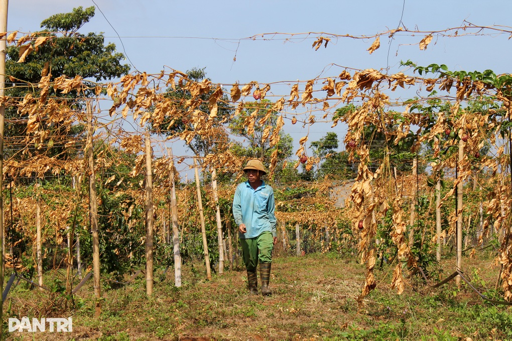 Ứa nước mắt vì 500 gốc chanh dây bị kẻ gian cắt phá, mất trắng trăm triệu - 2