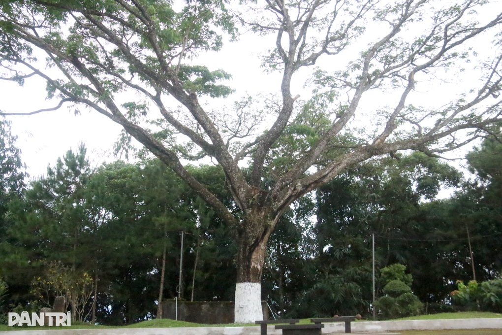 Hai cây me tây thời vua Bảo Đại được bảo vệ như báu vật ở vùng biên - 3 Hai cây me tây thời vua Bảo Đại được bảo vệ như báu vật ở vùng biên - 3