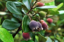 Bỏ việc về quê trồng cây không ai thèm lấy, cử nhân thu đều 4 tỷ đồng/năm