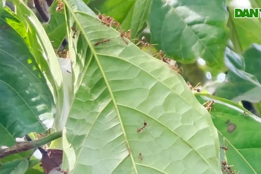 Lão nông "kỳ dị" lên rừng đón... kiến về nuôi trong vườn và cái kết bất ngờ