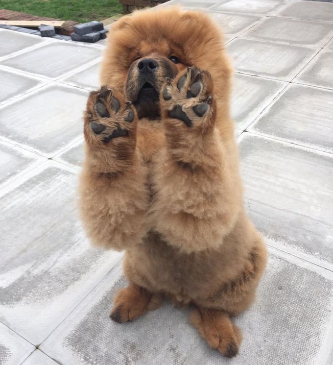 Loạt hình chứng minh cún chow chow mới cái đồ đáng yêu nhất quả đất, ai nhìn cũng muốn lao vào nựng một cái - Ảnh 6. Loạt hình chứng minh cún chow chow mới cái đồ đáng yêu nhất quả đất, ai nhìn cũng muốn lao vào nựng một cái - Ảnh 6.