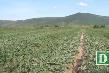 Phú Yên: Xử lý nhóm côn đồ chuyên “xin đểu” o ép người trồng dưa