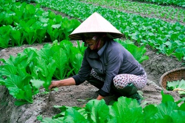 Làng rau sạch phấn khởi vì giá “cao ngất”