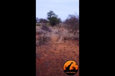 Cận cảnh báo đốm nhảy thẳng vào hang để “hạ gục” lợn rừng