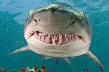 Phát hiện bàn tay đeo nhẫn của du khách mất tích trong bụng cá mập