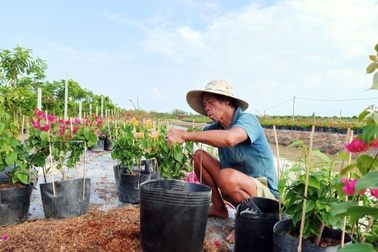 Đồng Tháp sẽ đào tạo nghề cho hơn 9.000 lao động nông thôn