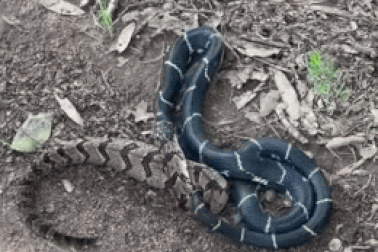 Rắn đuôi chuông bị nuốt chửng bởi kẻ địch bé nhỏ