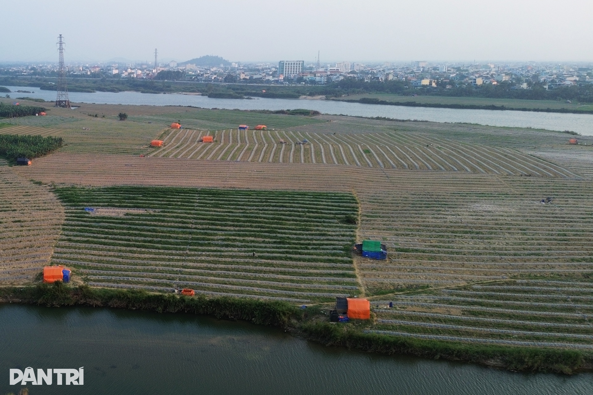 Canh cánh nỗi lo dưa ăn bò, gặm sổ đỏ - 4 Canh cánh nỗi lo dưa ăn bò, gặm sổ đỏ - 4