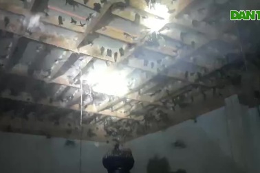 Thu lãi bạc tỷ mỗi... tháng từ nghề nuôi chim yến