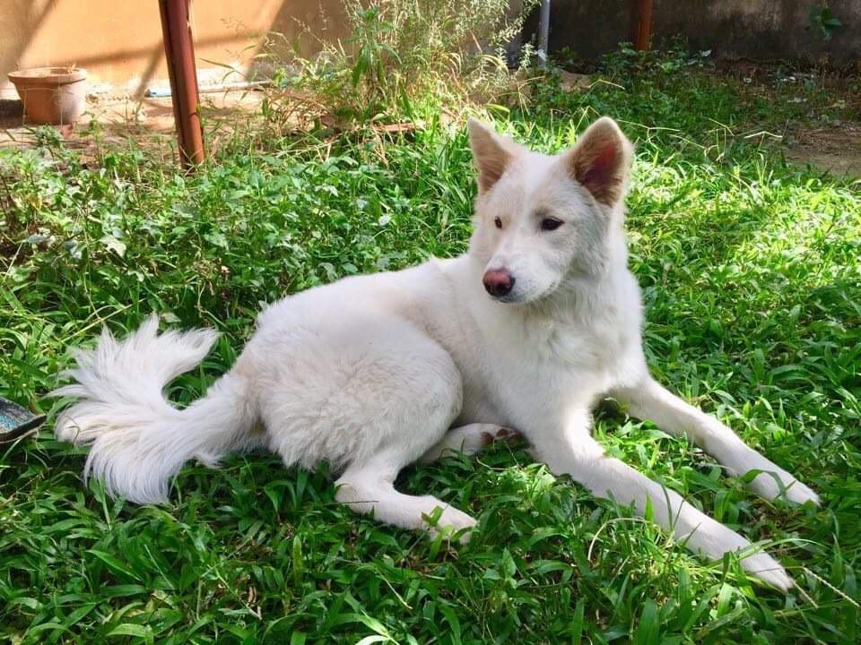 “Tứ đại Quốc khuyển” Việt Nam, muốn mua cũng phải chờ cả năm - 6