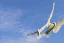 Phát hiện loài cây "tử thần" chuyên giết chim để biến xác thành phân bón