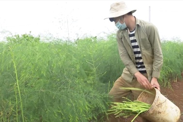 Người dân xứ Nghệ hái ra tiền nhờ trồng "vua của các loại rau"