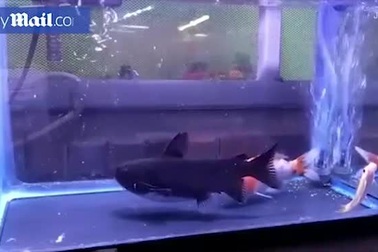 Cảnh cá mèo “quái vật” nuốt chửng cá vàng khủng trong bể kính