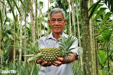 Tỷ phú chân đất thành công với cách làm cho cau, dừa, dứa "sống chung"