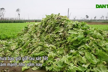 Rau chất đống, thối rục đầy đồng