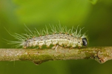 Cảnh báo sức khỏe sau sự bùng nổ sâu bướm độc ở Luân Đôn