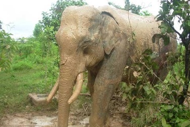 Giây phút kinh hoàng bị voi rừng tấn công