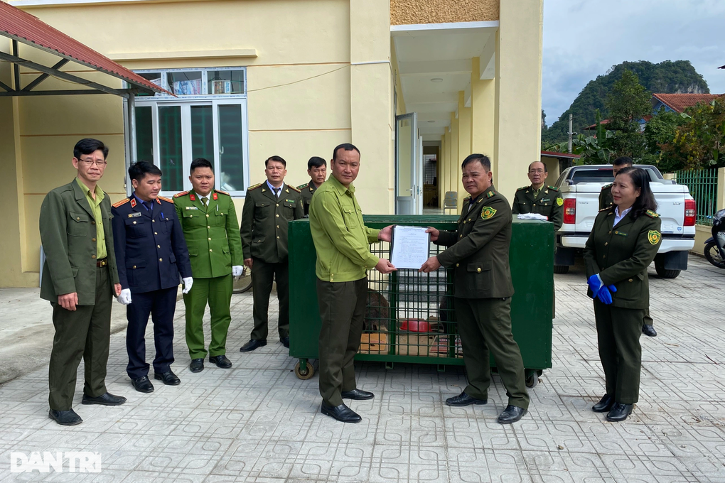 Có nên tiêu hủy 4 con chuột túi được phát hiện ở Cao Bằng? - 3 Có nên tiêu hủy 4 con chuột túi được phát hiện ở Cao Bằng? - 3