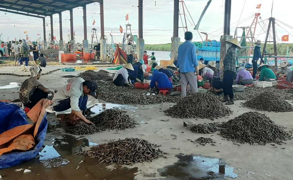 Cảng cá đứng trước nguy cơ bồi lắng vì hàng núi vỏ ốc bủa vây tại Nghệ An - 3 Cảng cá đứng trước nguy cơ bồi lắng vì hàng núi vỏ ốc bủa vây tại Nghệ An - 3