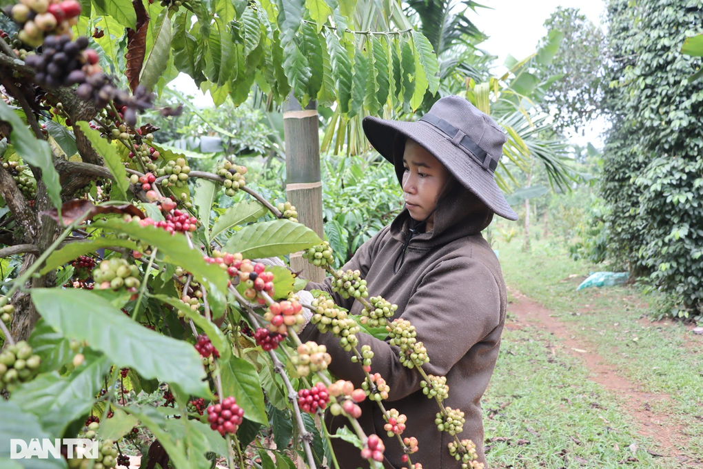 Cà phê dính đến đất rừng không được xuất khẩu vào châu Âu - 1