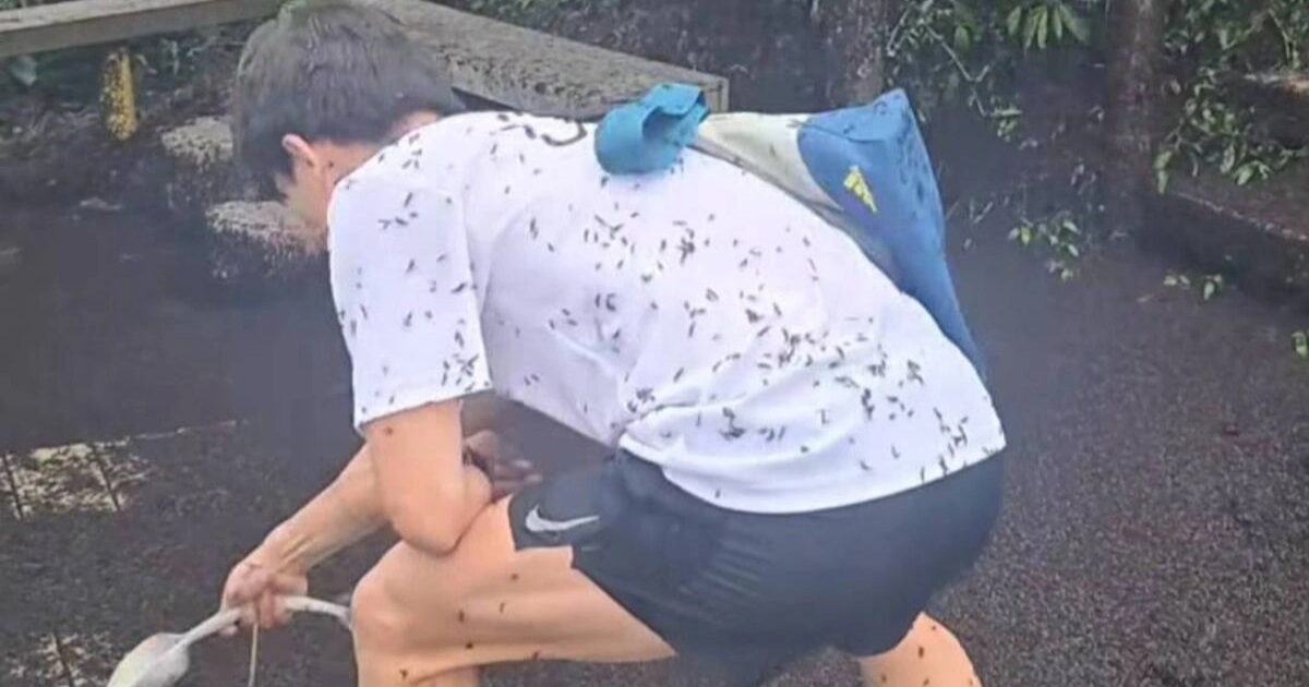 Hàn Quốc đau đầu xử lý “bọ tình yêu”