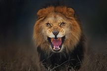 Bức ảnh sư tử đực nhe nanh và sự thật kinh hoàng phía sau
