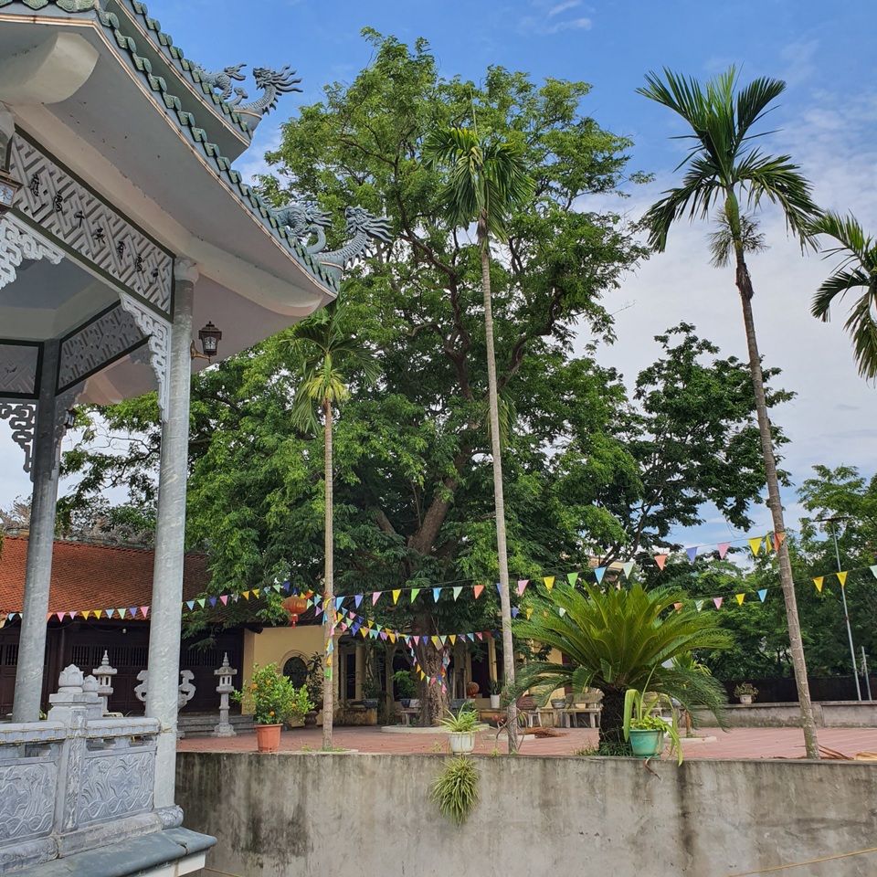 Sau cây sưa 24,5 tỷ đồng, làng Đông Cốc lại bán thêm 1 cây sưa tiền tỷ - 6 Sau cây sưa 24,5 tỷ đồng, làng Đông Cốc lại bán thêm 1 cây sưa tiền tỷ - 6