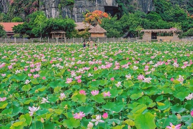 Trồng sen Nhật, thả cá và làm du lịch ở ruộng lúa, nông dân kiếm bộn tiền