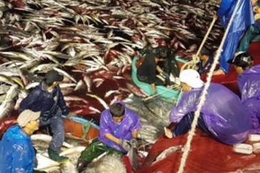 Nô nức nghe chuyện của người đánh mẻ cá bè vàng kỷ lục 160 tấn