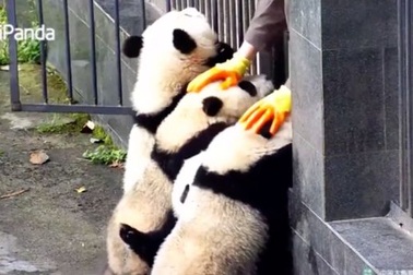 Đàn gấu trúc rủ nhau "vượt ngục"