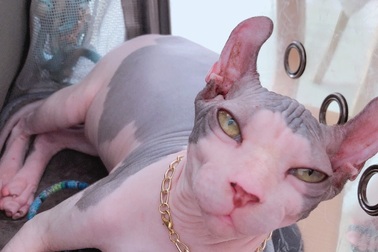 Cô gái Cần Thơ sở hữu nhiều giống mèo độc, lạ