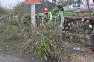 Hà Nội: Đào thế nở bung bét, dân buôn vừa bán vừa vứt