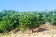 Nguyên Bí thư Vĩnh Thạnh giả chữ ký người thân để thâu tóm hơn 138ha rừng