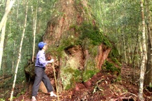 Quần thể 725 cây pơmu cổ thụ được công nhận Cây Di sản Việt Nam