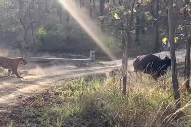 Bò tót may mắn chạy thoát khi bị hổ truy đuổi