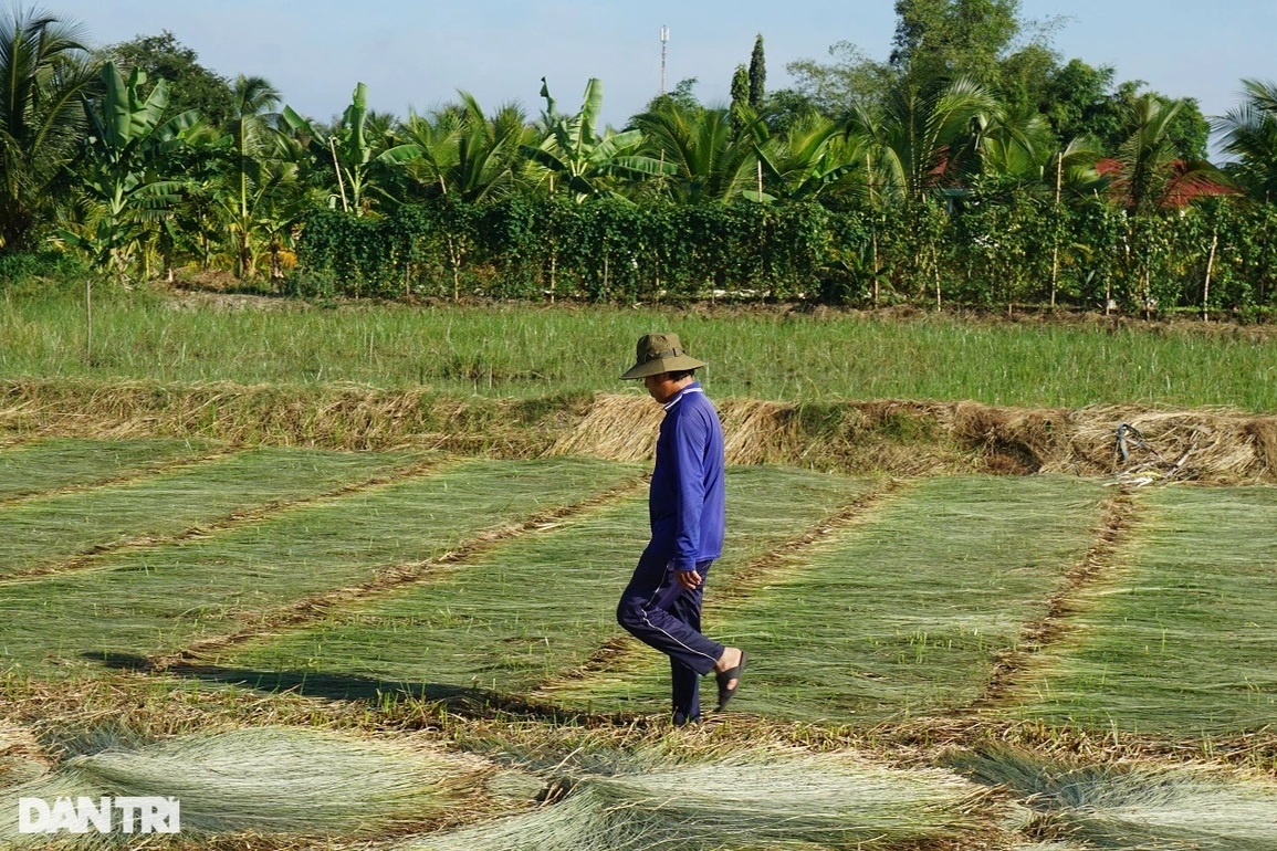 Loại cỏ cao hơn đầu người, trồng một lần gặt 7 năm, lãi gấp 3 trồng lúa - 5 Loại cỏ cao hơn đầu người, trồng một lần gặt 7 năm, lãi gấp 3 trồng lúa - 5