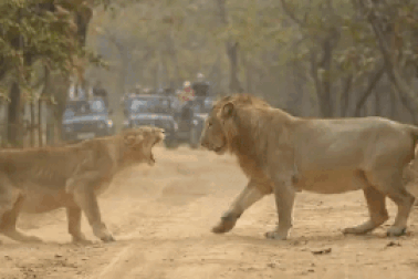 Clip: Đã hiểu thế nào là sự dữ dằn của... sư tử cái