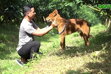 Hồi sinh giống chó săn cổ quý hiếm lừng danh đất Việt