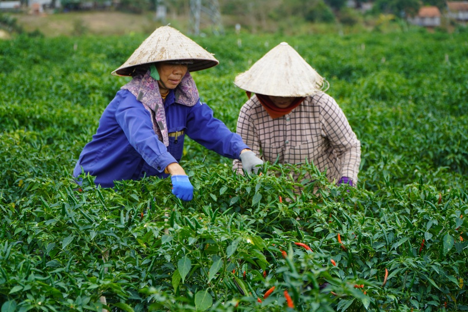 Cận Tết, người trồng ớt ở Gia Lai mừng vì... được giá, được mùa - 5 Cận Tết, người trồng ớt ở Gia Lai mừng vì... được giá, được mùa - 5