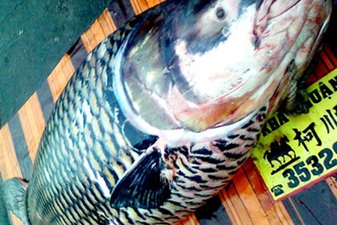 Con cá hô “khủng” có giá hơn 200 triệu đồng