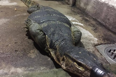 Bắt được kỳ đà to như... cá sấu trên kênh rạch tại Sài Gòn