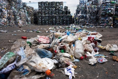 Phát hiện vi sinh vật có thể ăn nhựa