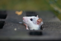 Nghiên cứu mới: Trí tưởng tượng được tìm thấy ở loài chuột