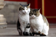 Những chú mèo nắm giữ trọng trách bảo vệ di sản văn hóa - nghệ thuật